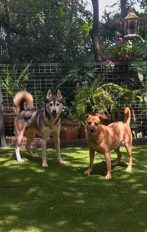 Husky and tan mixed breed dog on green lawn in fenced garden at Waterkloof Ridge Dog Daycare