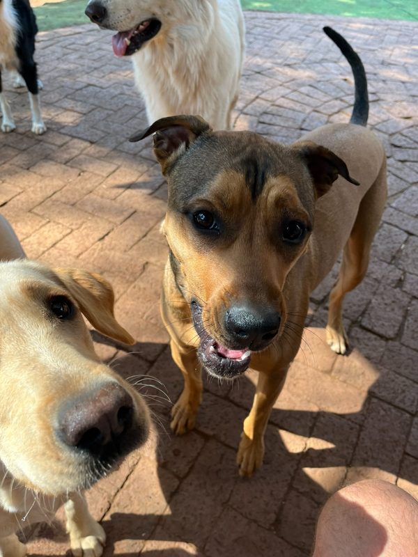Friendly Labrador and mixed breed dogs greeting the camera at dog daycare in Waterkloof Ridge Pretoria