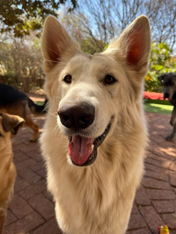 Close-up portrait of smiling white Swiss Shepherd at Waterkloof Ridge Dog Daycare