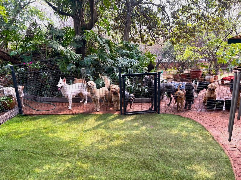 Dogs in secure fenced play area with lush garden at Waterkloof Ridge dog boarding