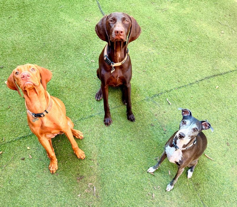 Vizsla, German Shorthaired Pointer, and Staffy sitting on grass at dog daycare in Pretoria