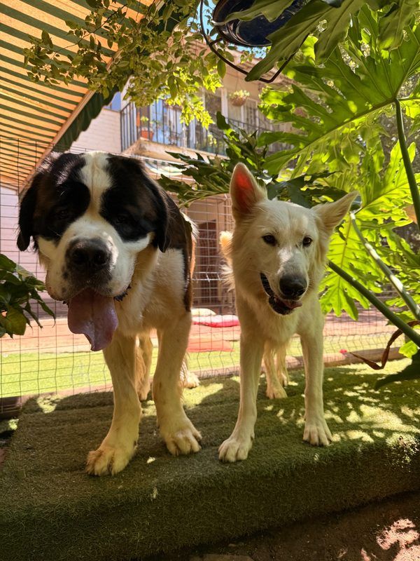 Saint Bernard and white Swiss Shepherd standing under leafy plants at dog boarding in Waterkloof Ridge